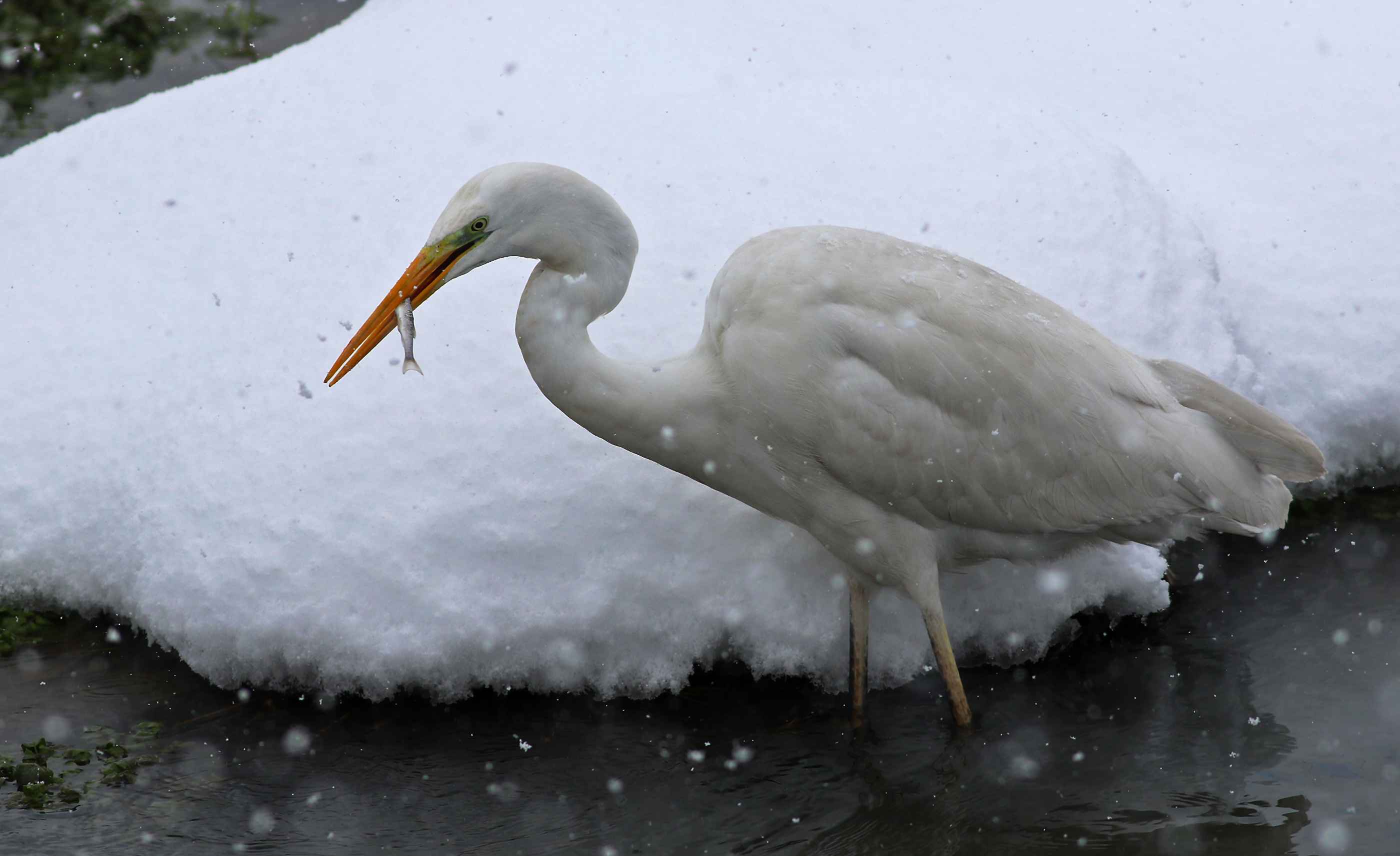 Great Egret